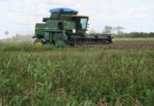 Los productores de soya ofrecen una tregua para levantar bloqueos en Bolivia