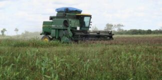 Los productores de soya ofrecen una tregua para levantar bloqueos en Bolivia