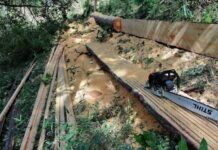 Dos ciudadanos acusados por delitos forestales