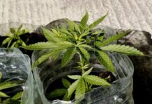 Nueva York legaliza oficialmente la marihuana para uso recreativo