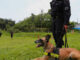 El sentido canino para frenar el traslado de droga por El Salvador