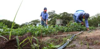 Bonos del sector agrícola contribuyen al desarrollo sostenible y mejoramiento de la seguridad alimentaria