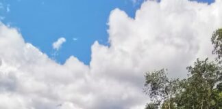 Fuerzas Armadas asegura plantación de arbustos de hoja de coca en Colón