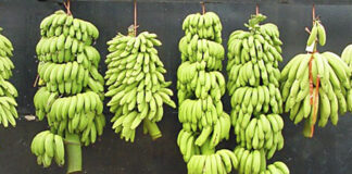 Honduras impulsa mejoramiento genético de banano resistente a enfermedad RT4