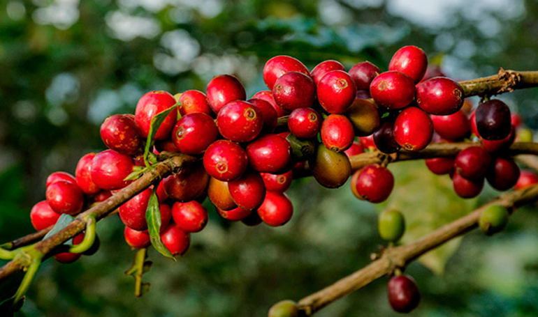Honduras vende 276,45 millones dólares en café, 16,4 % menos que el ciclo  pasado | Diario Paradigma