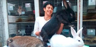 Un estudiante mexicano cría los conejos más grandes del mundo en Puebla