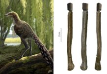 Describen una nueva especie de dinosaurio carnívoro que vivió en los Pirineos