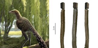 Describen una nueva especie de dinosaurio carnívoro que vivió en los Pirineos