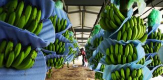 Experto pide entrenar agricultores para combatir hongo que daña el banano