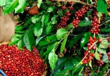 Exportación hondureña de café baja un 6% en 6 meses de cosecha