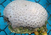 Un antibiótico ayuda a curar corales con una enfermedad de pérdida de tejido