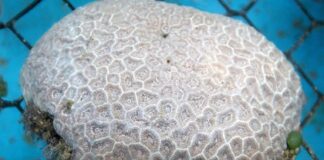 Un antibiótico ayuda a curar corales con una enfermedad de pérdida de tejido