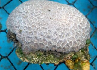Un antibiótico ayuda a curar corales con una enfermedad de pérdida de tejido