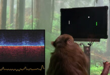 Empresa de Musk muestra a un mono con un chip implantado usando un videojuego