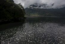 Catástrofe ambiental en Chile por muerte de casi 5.600 toneladas de salmones