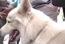 Debido al feriado nacional suspenden audiencia contra SKY el primer perro en tener que presentarse en audiencia ante un juez en Honduras