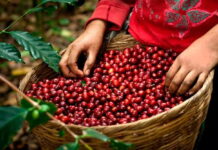 Productores de café ponen sus esperanzas en incrementos del precio internacional