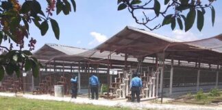 MP investiga supuesta malversación de fondos en proyecto porcino avícola del centro penal de Comayagua