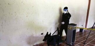 El Salvador utilizará a perros policías para detectar casos de coronavirus
