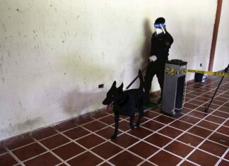 El Salvador utilizará a perros policías para detectar casos de coronavirus