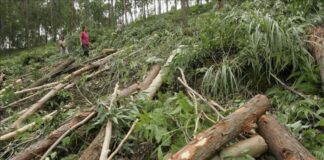 Honduras pierde al año 78.000 hectáreas de bosque y pide más responsabilidad