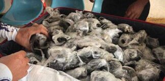 Comienza audiencia del caso sobre tortugas halladas en maleta en Galápagos