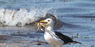 Las aves marinas empiezan a reproducirse menos por la crisis climática