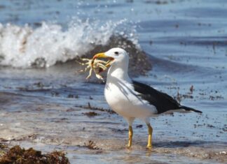 Las aves marinas empiezan a reproducirse menos por la crisis climática