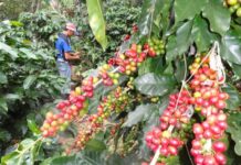 Gobierno entregará 300 millones de lempiras en bono cafetalero a los pequeños caficultores del país