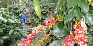 Gobierno entregará 300 millones de lempiras en bono cafetalero a los pequeños caficultores del país