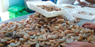 Cierran camaronera en Choluteca dejando a más de 900 empleados sin trabajo