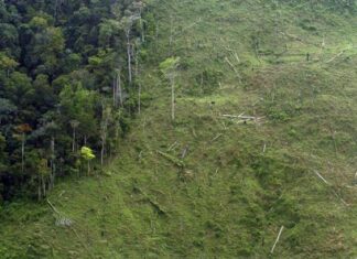 Indígenas denuncian graves daños ambientales en biosfera de Honduras