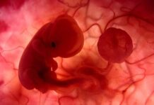 Científicos piden desarrollar embriones humanos durante más de 14 días