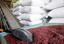 Con 79 mil quintales de frijoles garantizan abastecimiento hasta la próxima cosecha