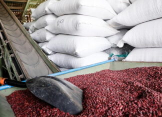 Con 79 mil quintales de frijoles garantizan abastecimiento hasta la próxima cosecha
