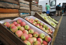 La covid-19 encarece en más del 100 % las materias primas en Centroamérica