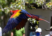 Liberan cinco ejemplares de guacamaya roja en el occidente de Honduras