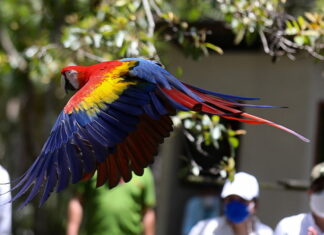 Liberan cinco ejemplares de guacamaya roja en el occidente de Honduras