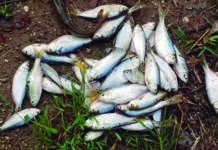 Pobladores del departamento de Yoro, son nuevamente bendecidos con la lluvia de peces