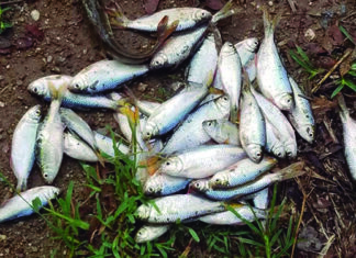 Pobladores del departamento de Yoro, son nuevamente bendecidos con la lluvia de peces
