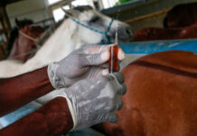 Brasil aprueba ensayo clínico de suero anticovid elaborado con plasma equino