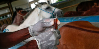Brasil aprueba ensayo clínico de suero anticovid elaborado con plasma equino