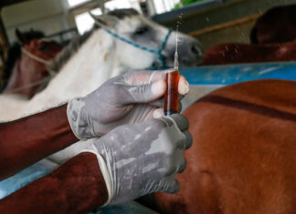 Brasil aprueba ensayo clínico de suero anticovid elaborado con plasma equino