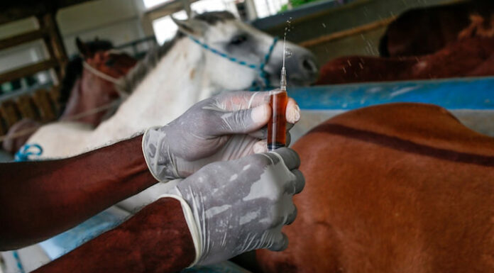 Brasil aprueba ensayo clínico de suero anticovid elaborado con plasma equino