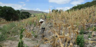 La falta de lluvias provoca una pérdida del 20% en la producción agrícola de Honduras