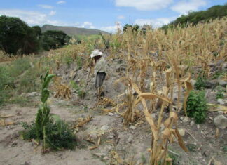 La falta de lluvias provoca una pérdida del 20% en la producción agrícola de Honduras