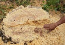 En flagrancia detenido presunto responsable de delito ambiental