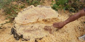 En flagrancia detenido presunto responsable de delito ambiental