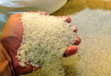 La producción de arroz disminuye un 34 por ciento en lo que va del 2021