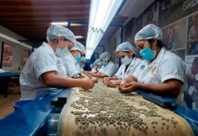 Ingresos por exportaciones de café hondureño suben 1,4% en 7 meses de cosecha